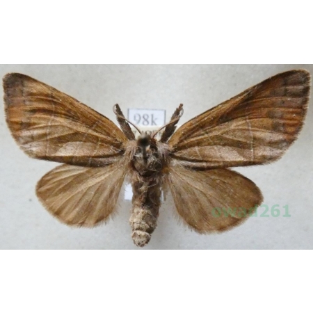 Clostera anastomosis (Linnaeus, 1758) female Wzjeżka wieszczyca Austria98k